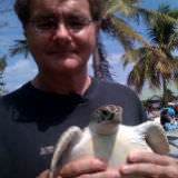 Bailey Turtle image 