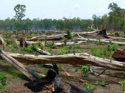 TropicalForestCutTimoRasanenAaltoUniversity