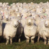 voters. baa.