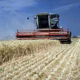 wheat combine
