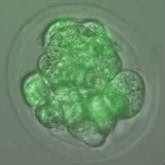 iPSCs