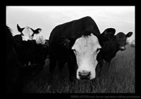 cows
