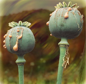 opium