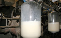 rawmilk