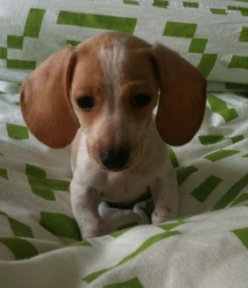 Senior Editor Michael Moynihan's new dog. Looks tasty.