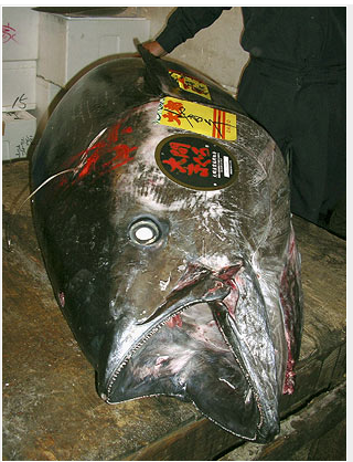 tuna