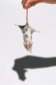 micetail.jpg