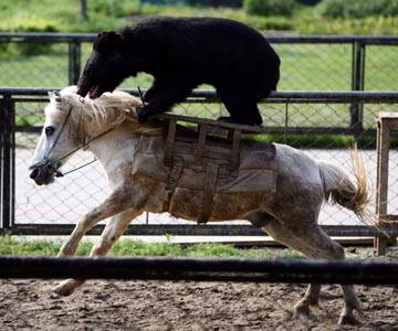 Bear Market Rides to Win!