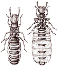 termite