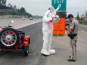 A man dressed up as a giant rabbit was pulled over on a Southland freeway while heading to a charity event for failing to wear a helmet. (credit: California Highway Patrol)