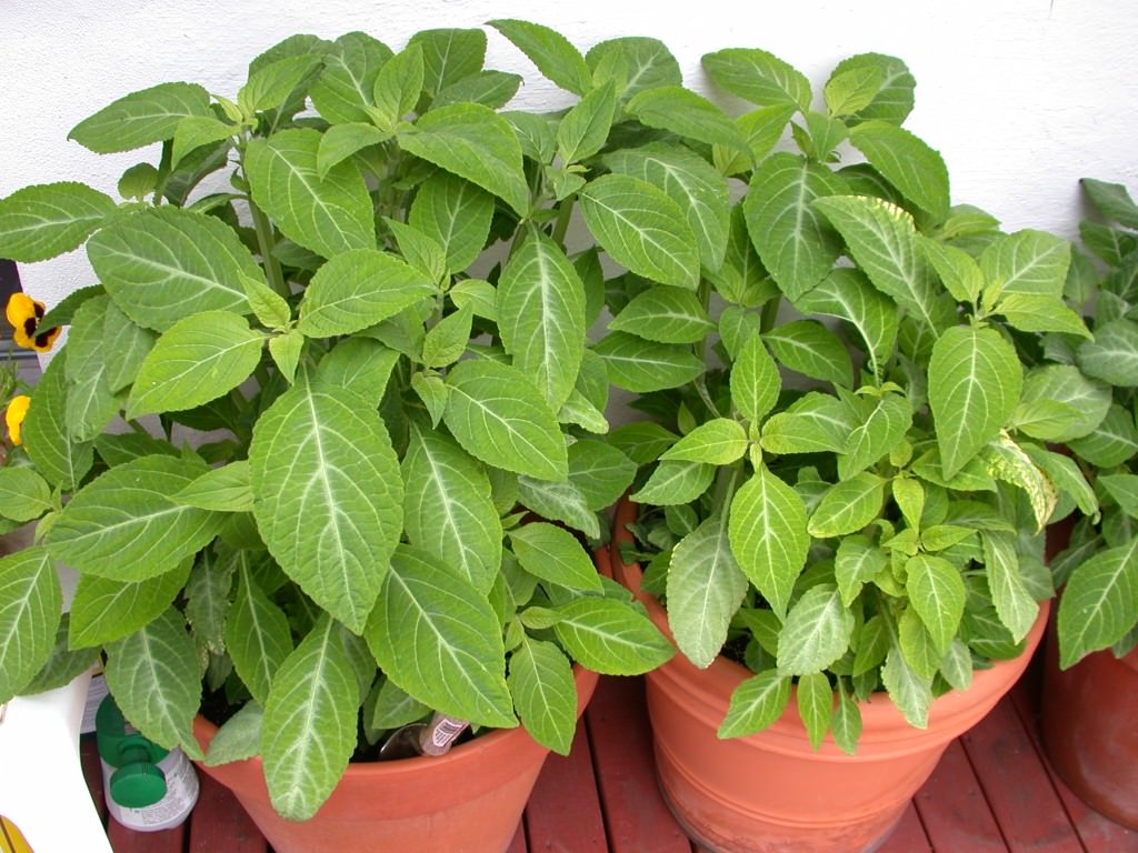 http://reason.com/assets/mc/jsullum/2010_04/salvia-divinorum-plants.jpg