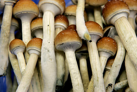 Golden+caps+shrooms