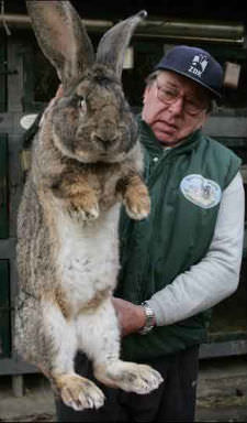 largest rabbit species