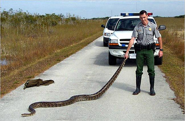 pythons in everglades. a pig and a python