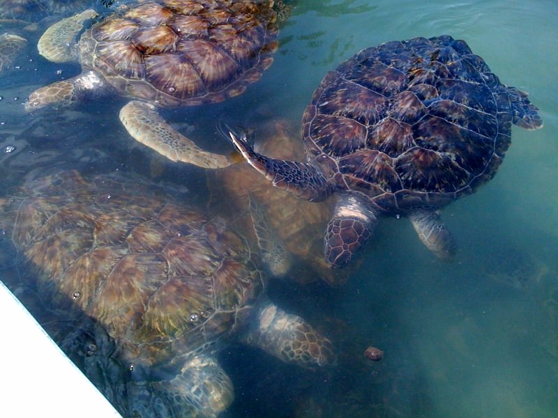 Cayman turtles