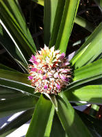 blue pineapple flowers