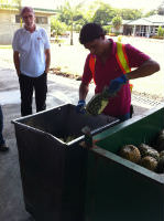 delicious organic pineapple