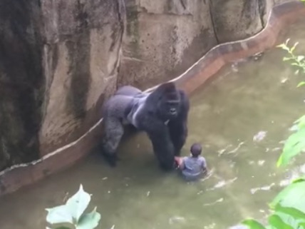 https://reason.com/assets/mc/2016_09/Harambe.jpg?h=300&w=400