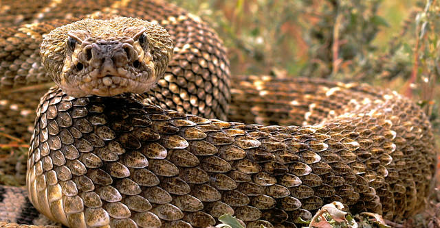 'Viper Queens'