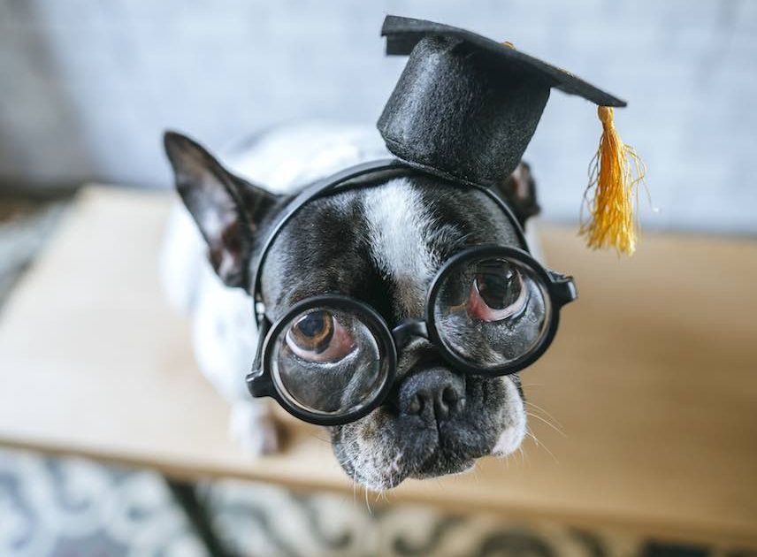 more-yale-students-demand-emotional-support-animals-which-are-just