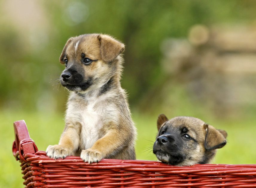 police dog reject adoption