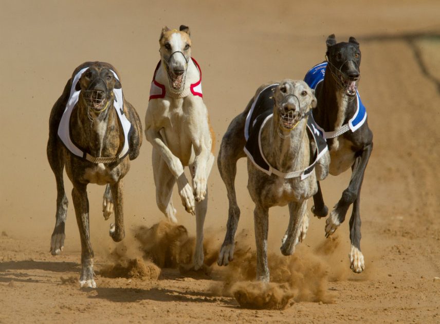 racing post greyhound cards for tomorrow