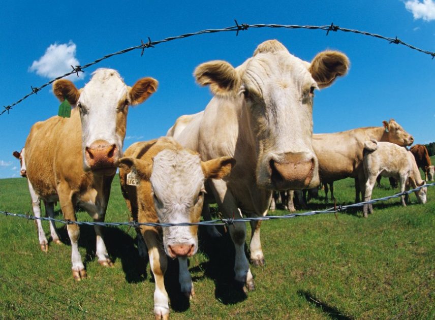 It’s Time To Put Our Federal Meat Inspection Law Out To Pasture