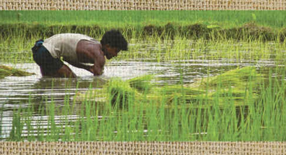 Golden Rice – Reason.com