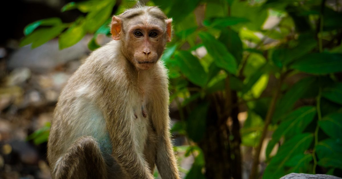 Fed Scientists Filmed Themselves Giving Monkeys Brain Damage A Watchdog Group Wants The Footage Reason Com