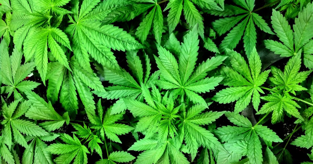Mississippi voters will decide between two versions of a medical marijuana  amendment in November – Ballotpedia News