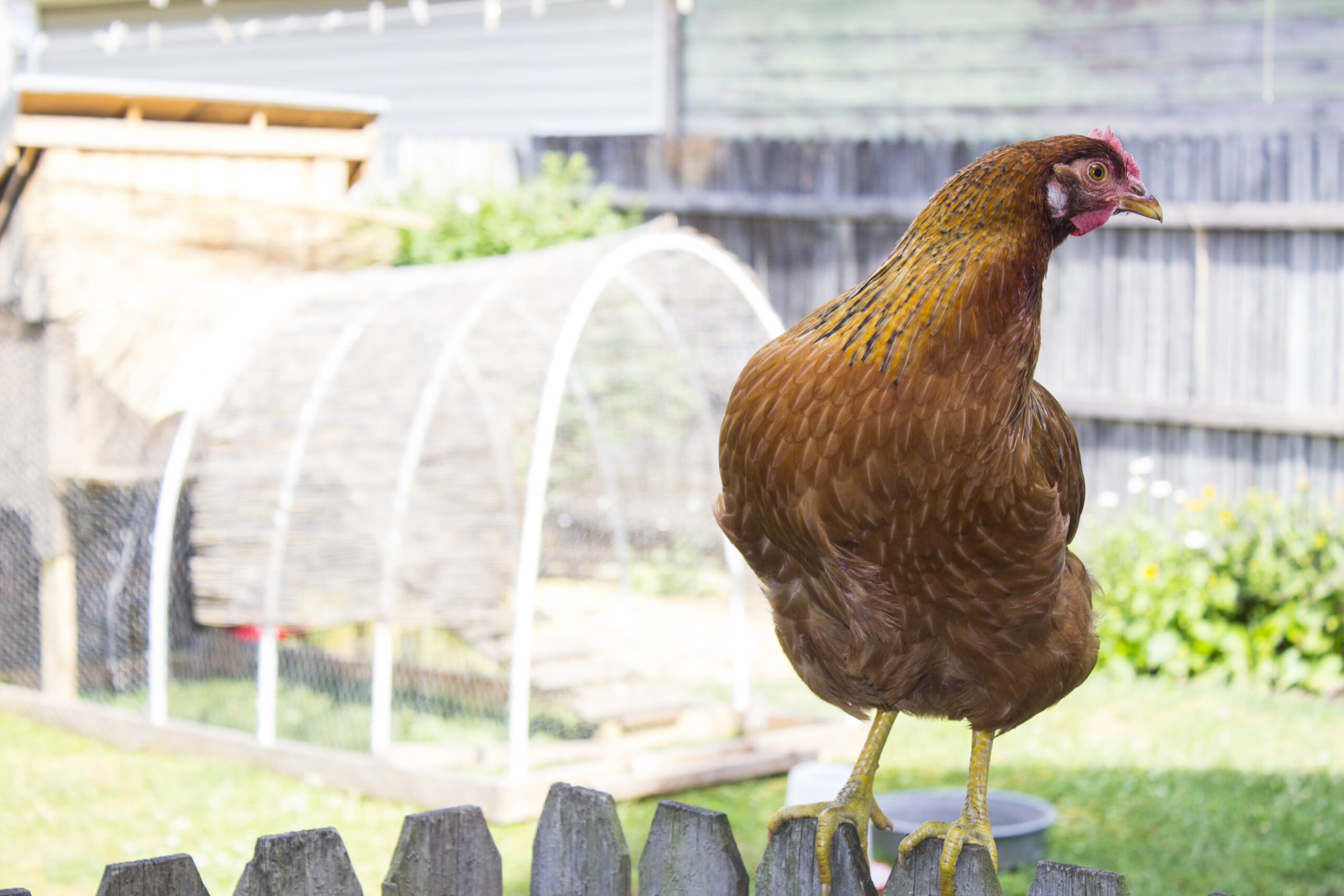 can dogs get sick from backyard chickens