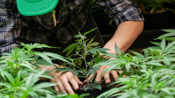 A worker tending to a marijuana plant