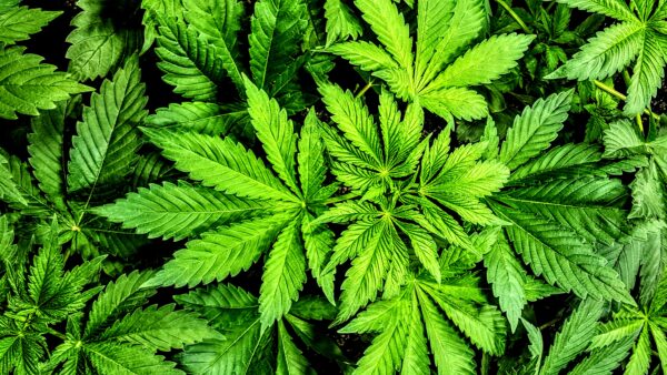 Marijuana leaves