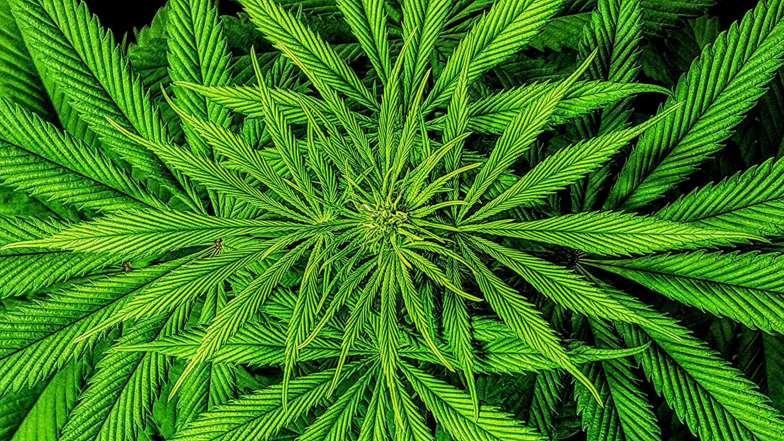 Missouri, Oklahoma Among Six States That Could Legalize Marijuana in 2022