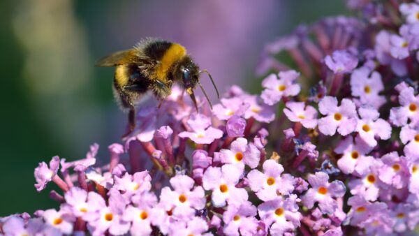 Bumblebee on purple flowers