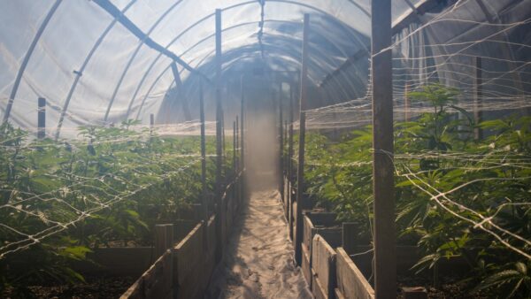 Marijuana growing in a greenhouse