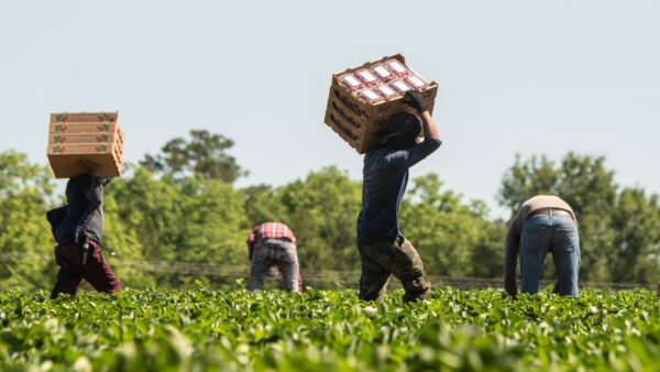 Mexican farm workers pick strawberries in Georgia