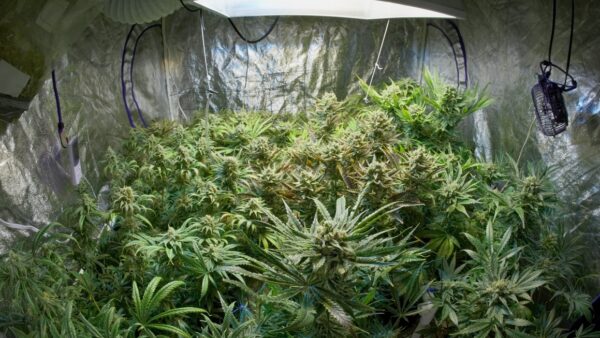 growing marijuana