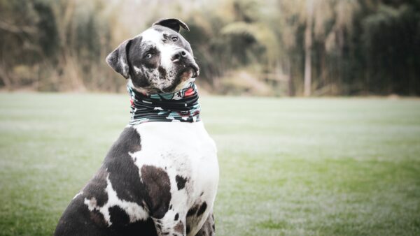 black and white Staffordshire Terrier and Pit Bull Mix