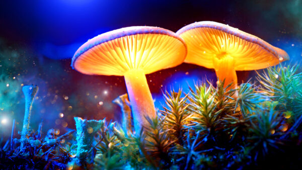 Glowing mushrooms