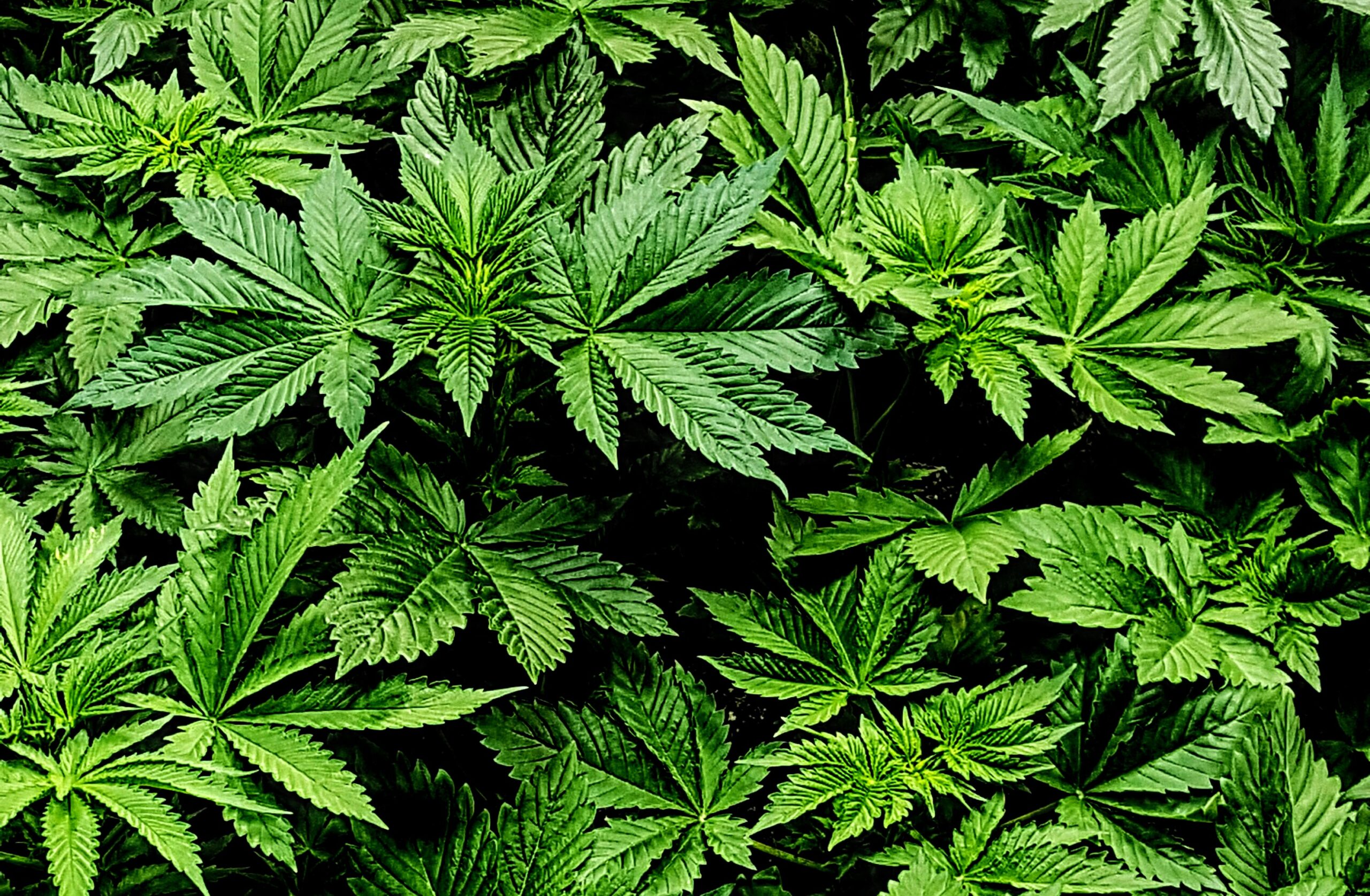 https://reason.com/wp-content/uploads/2023/03/cannabis-leaves-MIS-Photography-33-scaled.jpg