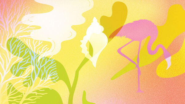 Illustration of a flamingo in front of a conch shell