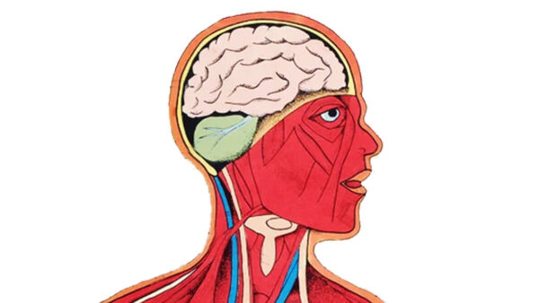 Graphic of the anatomy of the human head
