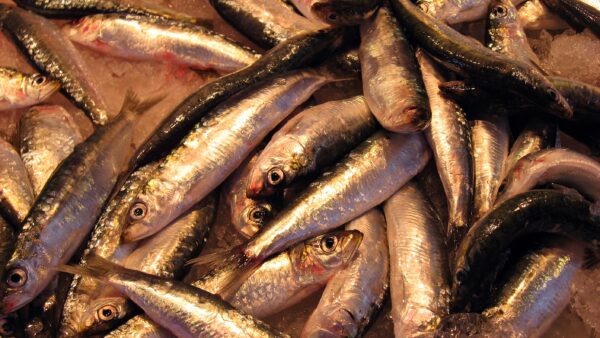 herrings
