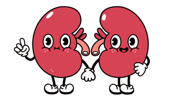 An illustration of two anthropomorphic kidneys holding hands