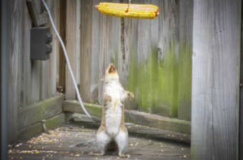 A detail from Tryniski's site Tryniski occassionally live-streams squirrels eating corn on his front desk.